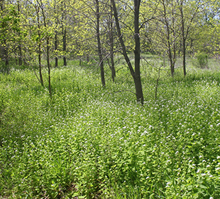 Photo of green plants overtaking (garlic mustard infestation) young wooded area.