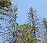 Photo of defoliated trees caused by spongy moth among healthy foliage trees.