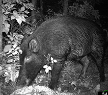 Nighttime photo of adult wild boar.