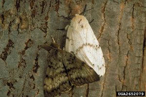 Camoflauged moth blending in with tree bark. To right, adjacent, is a white moth.