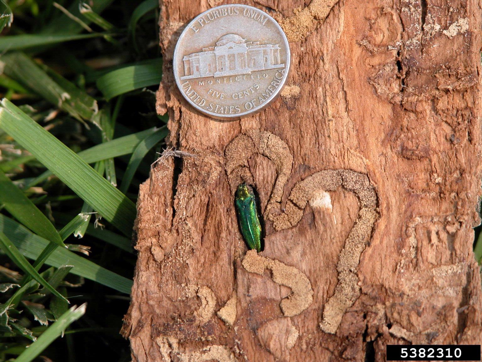 Photo of Emerald Ash Borer burrowed in tree bark with nickel located above the insect to show the scale.