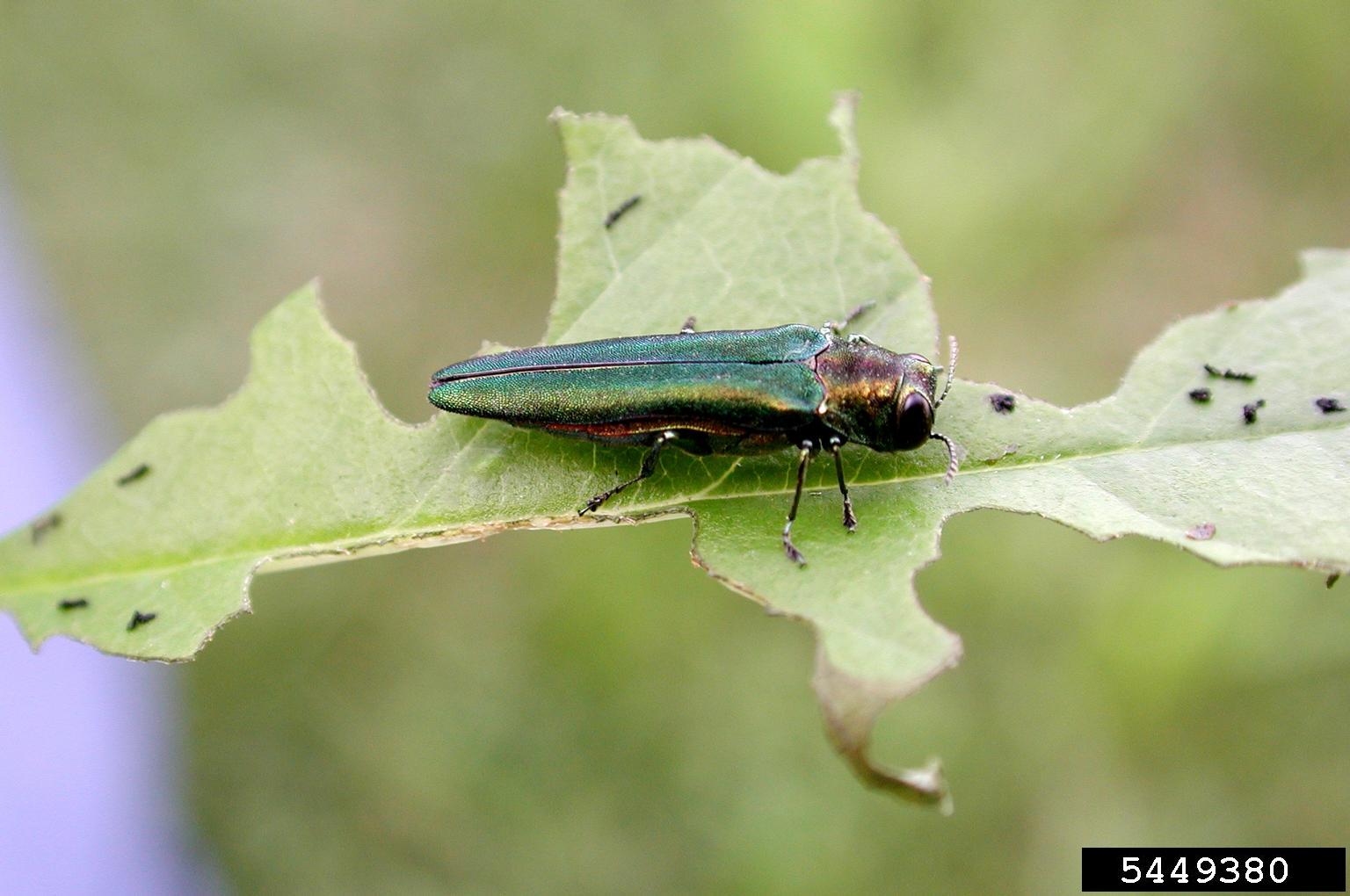 Green elongated beetle (Emerald Ash Borer) on leaf that has been eaten by beetle.