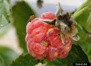 Small fly stinging an individual seed on a raspberry.