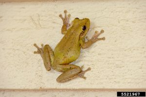 Yellow-green frog on cream colored house siding.