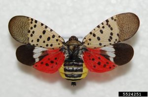 Specimen of Spotted Lanternfly