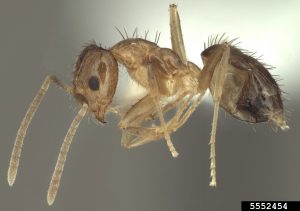 Specimen of tawny crazy ant.