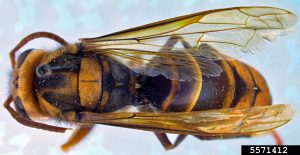 Top view of Yellow-legged hornet specimen