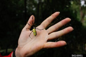 An outstretched hand providing support for a large spider with yellow and blue-grey stripes on body. Long black legs with yellow bands.