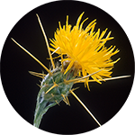 Picture of a yellow thistle flower on a black background.
